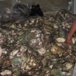 The sale of illegally poached abalone must end